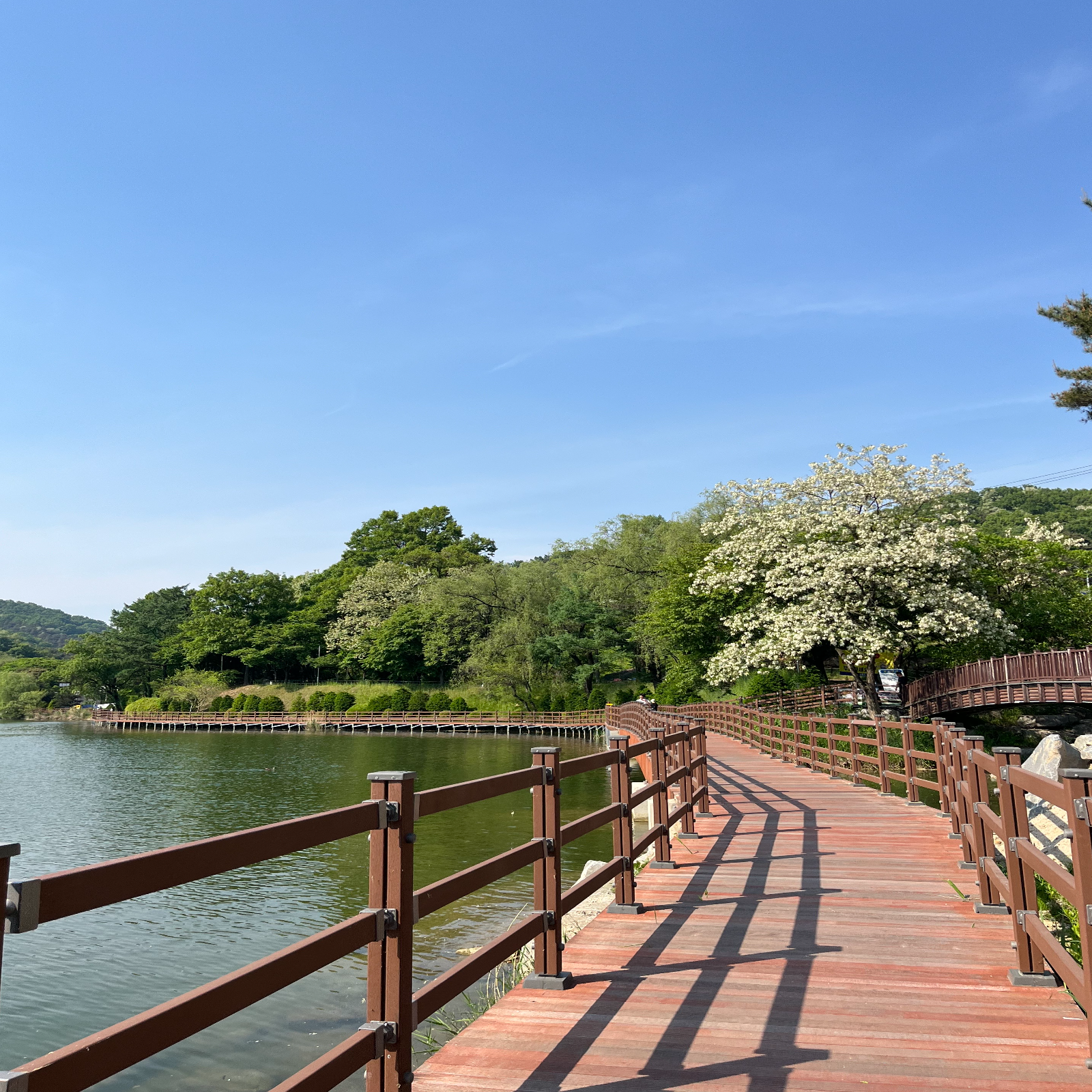 Peaceful Walk in Cheongju